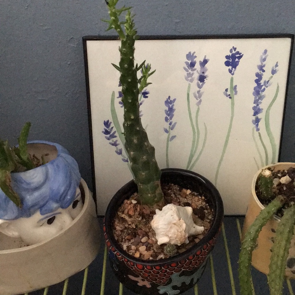 Meet your Posher, Sharon